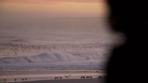 Surfers looking at waves while thousands of birds fly by. Stock Footage 135519854