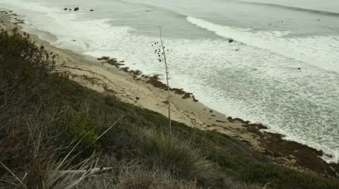 Surfers plants waves Stock Footage 24789798