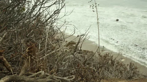 Surfers plants waves Stock Footage 24789811