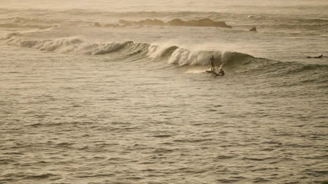Surfers skillfully navigate crests in golden hour glow, balancing atop boards Stock Footage 261128634