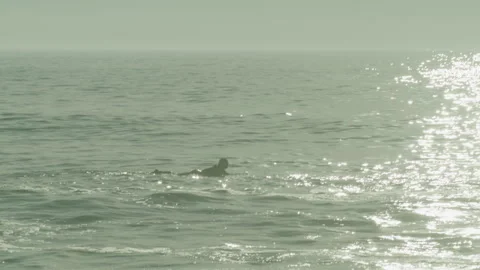 Surfers Waiting For Waves Stock Footage 273788337