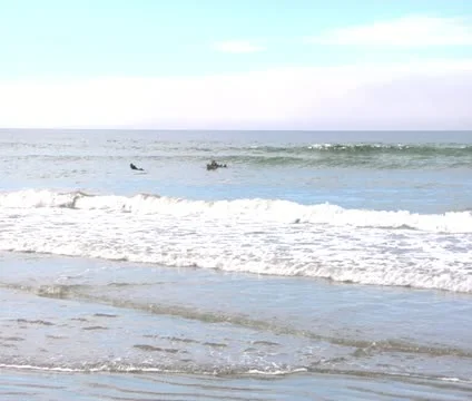Surfers in water 2 Video stock 21896543