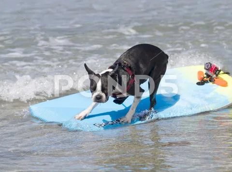 Surfing Boston Terrier