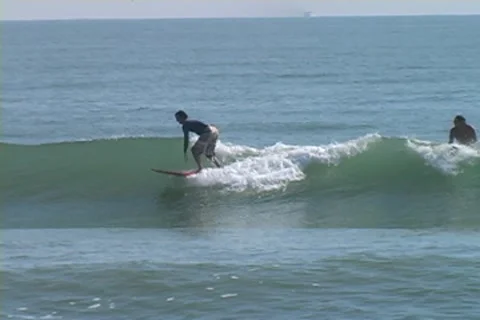 Surfing on Fish Stock Footage 8506573