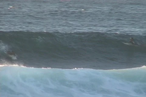 Surfing Stock Footage 317507