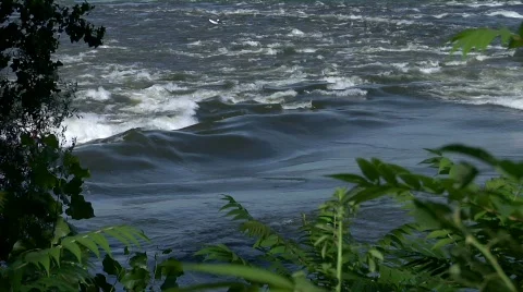 Surfing HD 動画素材 491893