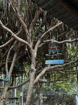 Surfing Stock Photos