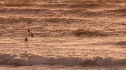 Surfing at sunset Stock Footage 22761805
