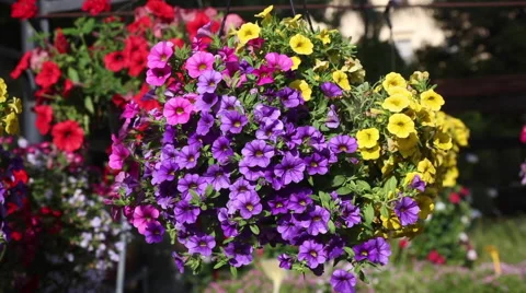 Surfinia flowers Stock Footage 63471736