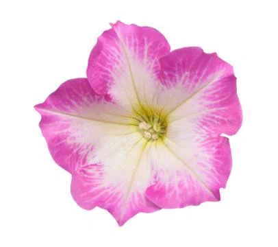 Surfinia Stock Photos