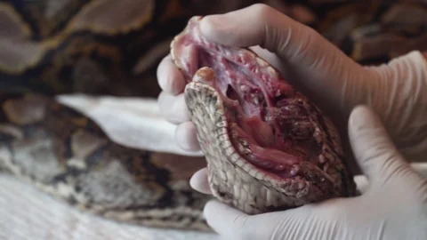 Surgeon Doctor Operating Reticulated Python (Python Reticulatus) Snake Stock Footage 105783050