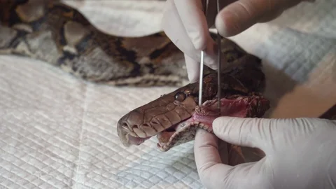 Surgeon Doctor Operating Reticulated Python (Python Reticulatus) Snake Stock Footage 105787808