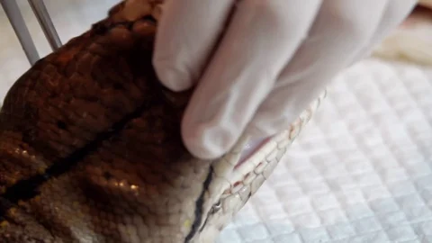 Surgeon Doctor Operating Reticulated Python (Python Reticulatus) Snake Stock Footage 105817733