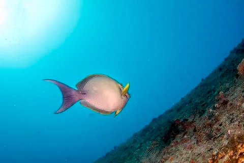 Surgeon fish in the blue while diving in maldives Stock Photos