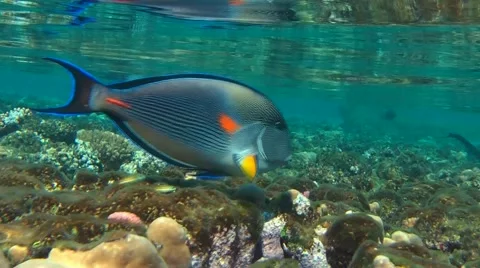 Surgeon Fish underwater Stock-Footage 52126831