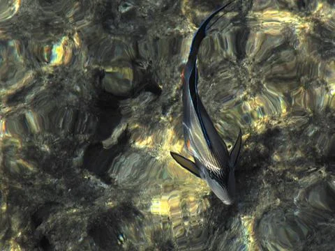 Surgeon-Fish in the water among the highlights on the stone bottom of the sea Stock Photos