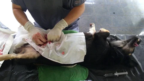 Surgeon Making Neutering To Dog Stock-Footage 72004649