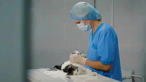 Surgeon performs sterilization operation on cat in veterinary clinic Stock Footage 128713574
