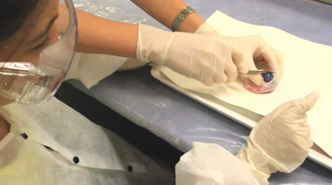 Surgeon in science lesson Stockbeeldmateriaal 25460467