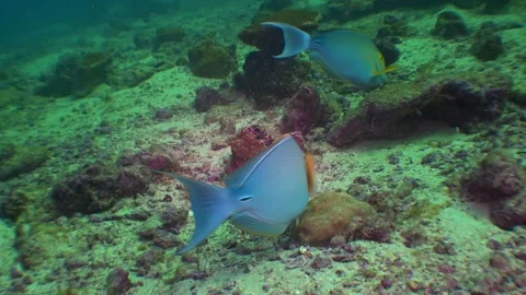 Surgeonfish at Cocos Video stock 275300647