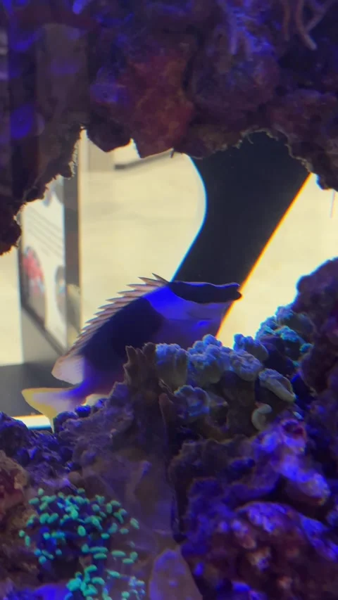 Surgeonfish dwelling within its exotic marine ecosystem among natural coral 스톡 동영상 333853973