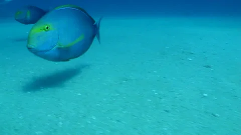 Surgeonfish Stock Footage 24266590