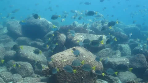 Surgeonfish Stock Footage 24269546