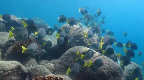 Surgeonfish Stock Footage 24270366