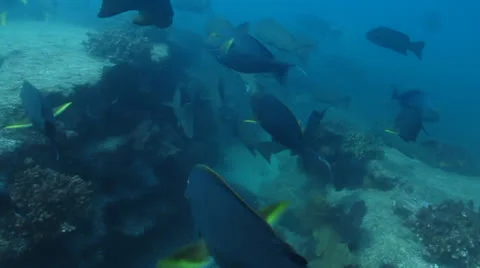 Surgeonfish Stock Footage 24330411