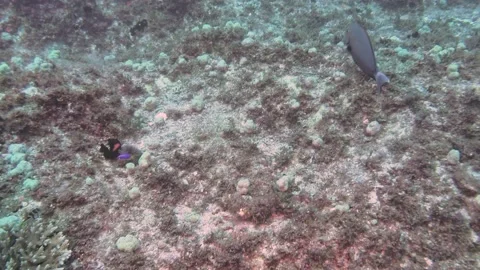 Surgeonfish Video stock 149899241