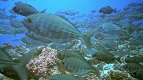Surgeonfish glide gracefully through vibrant coral reefs in azure waters Video stock 298375048
