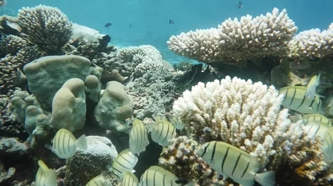Surgeonfish reef pan Vídeo Stock 66251527