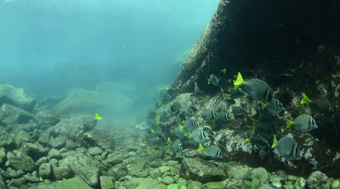 Surgeonfish school Stock Footage 33869100