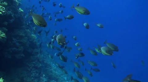 Surgeonfishes Stock Footage 33531857