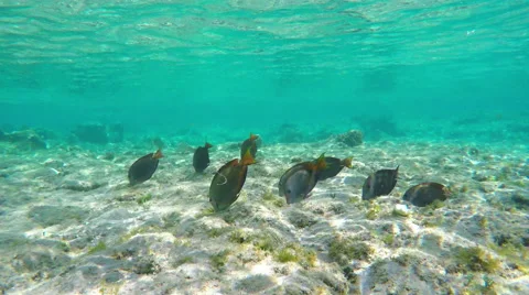 Surgeonfishes Underwater 库存影片 62804584