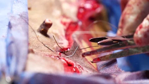 The Surgeon's Hands With Clamps Making Suturing During The Animal Surgery Stock Footage 167991313