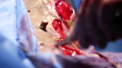 Surgeon's Hands With Clamps Making Suturing During The Animal Surgery, Close-Up Stock Footage 167991332