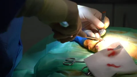 Surgery operation veterinary cat broken Leg Vídeo Stock 248511804