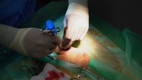 Surgery operation veterinary cat broken Leg video 動画素材 248511808