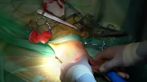 Surgery operation veterinary cat broken Leg Vídeo Stock 248511809