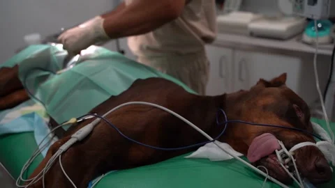 Surgery operation veterinary dog Stock Footage 248512100