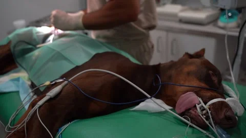 Surgery operation veterinary dog Stock-Footage 248512194