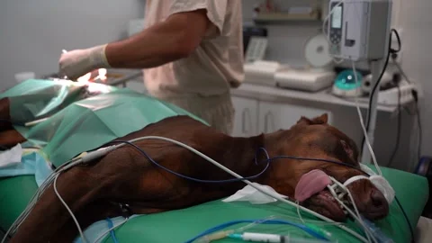 Surgery operation veterinary dog Vídeo Stock 248512218