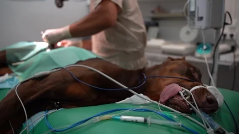 Surgery operation veterinary dog Vídeo Stock 248512221