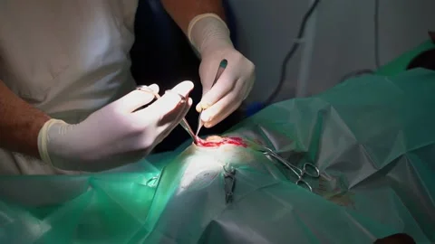 Surgery operation veterinary incision 動画素材 248512223