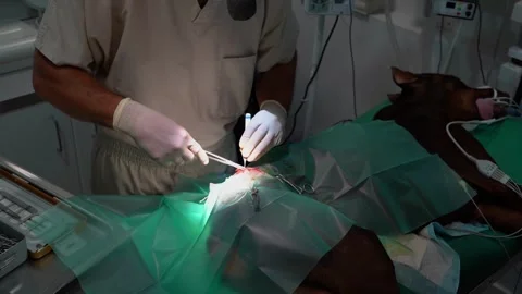 Surgery operation veterinary incision 動画素材 248512260