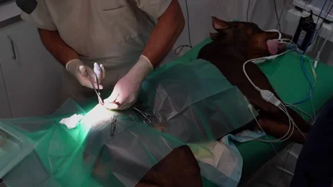 Surgery operation veterinary incision Vídeo Stock 248512274