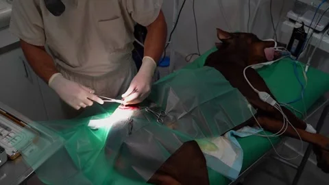 Surgery operation veterinary incision Vídeo Stock 248512514