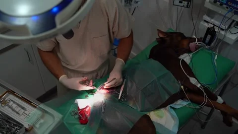Surgery operation veterinary incision Vídeo Stock 248512711