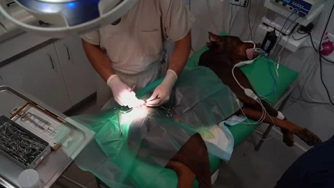 Surgery operation veterinary incision Vídeo Stock 248512713